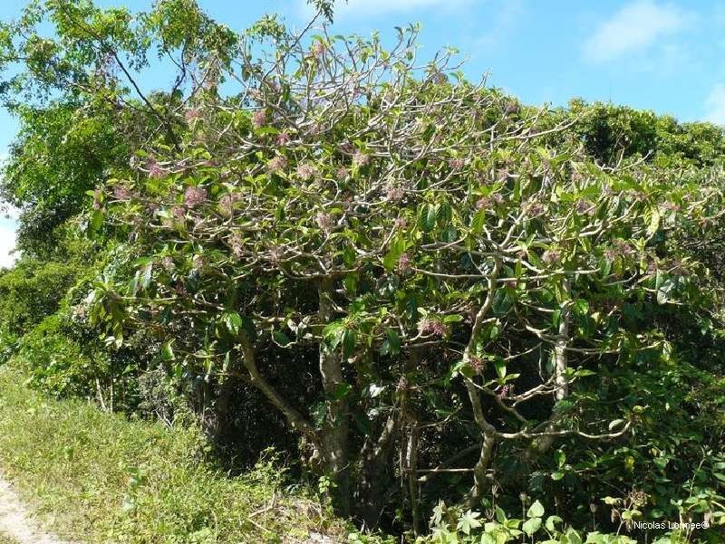 Dendrocnide vitiensis habit