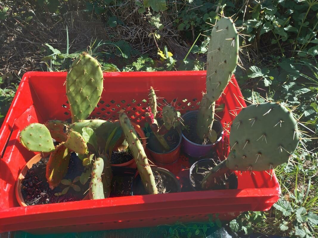 Opuntia tomentosa fruit