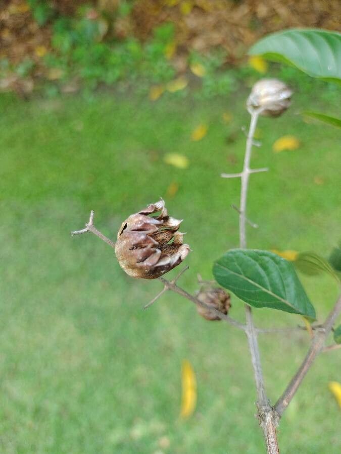 Physocalymma scaberrimum fruit