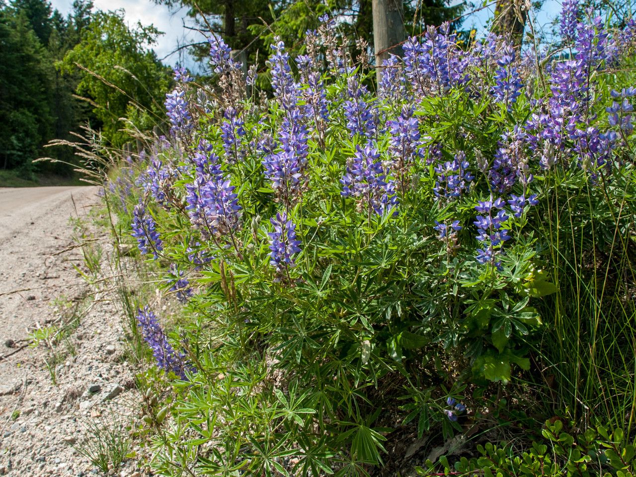 Lupinus sericeus habit