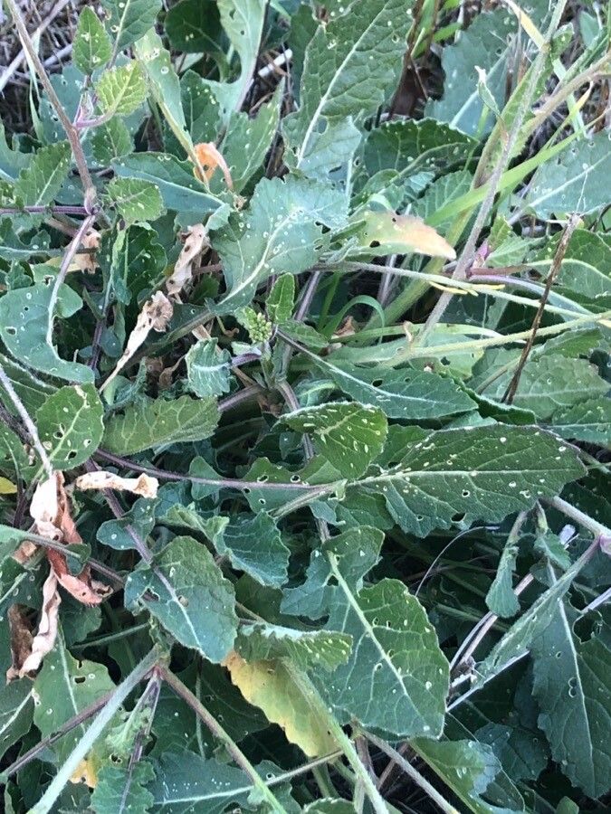 Erucastrum incanum — search result for 'Brassica'