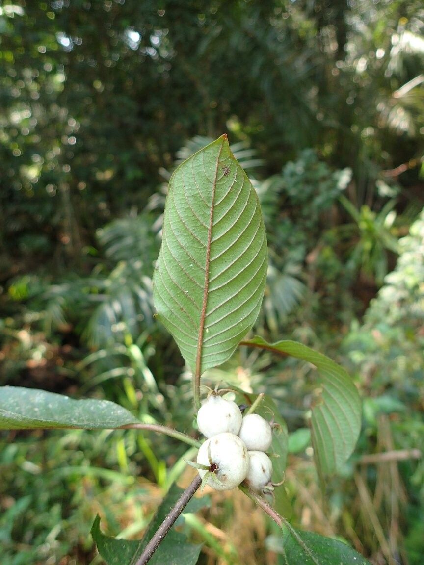 Sabicea schumanniana — houseplant care guide