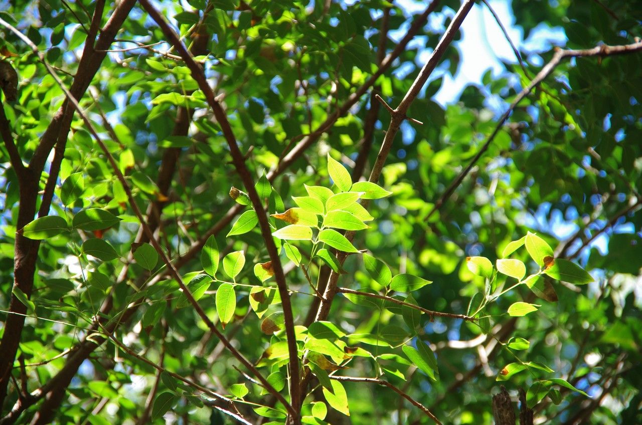 Magnolia dodecapetala — search result for 'Magnolia'