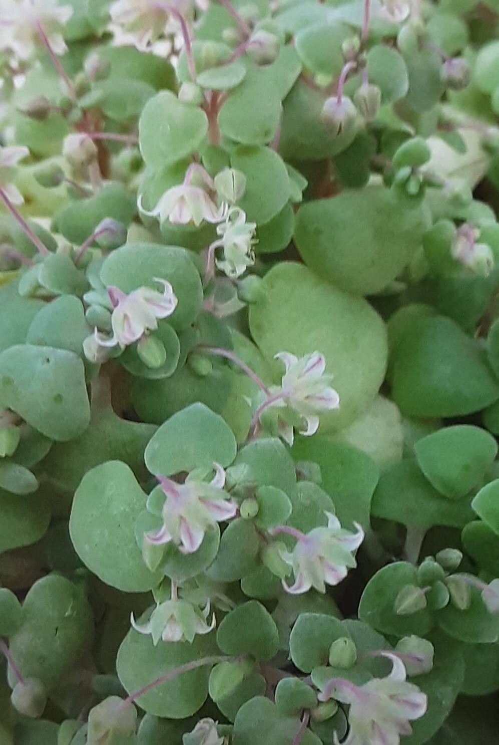 Crassula nemorosa flower