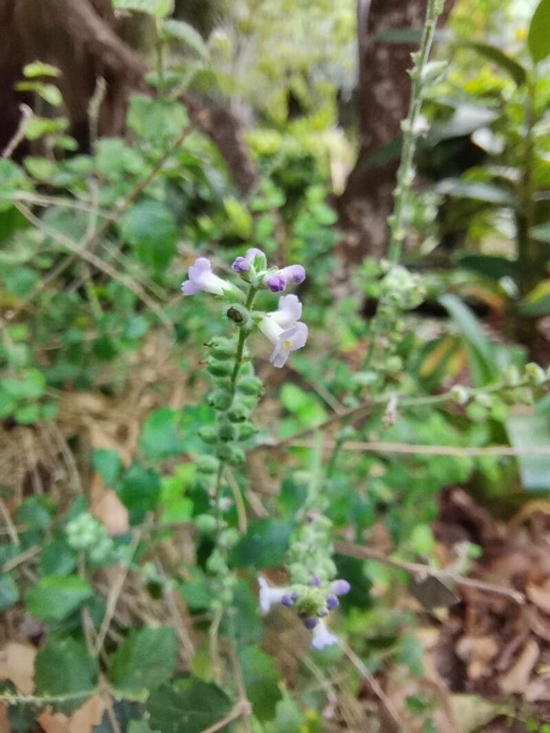 Aloysia chamaedryfolia flower