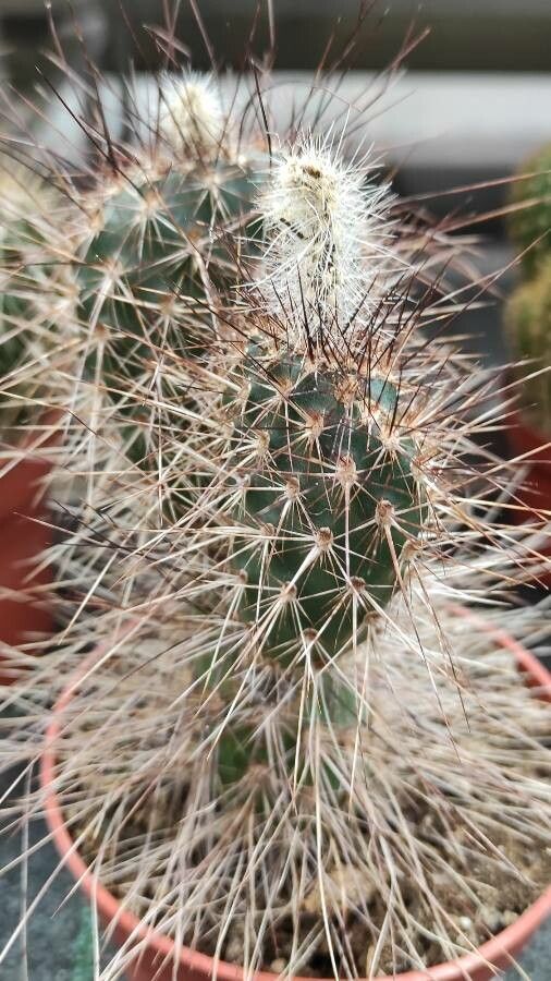 Opuntia polyacantha — plants for gifts houseplant