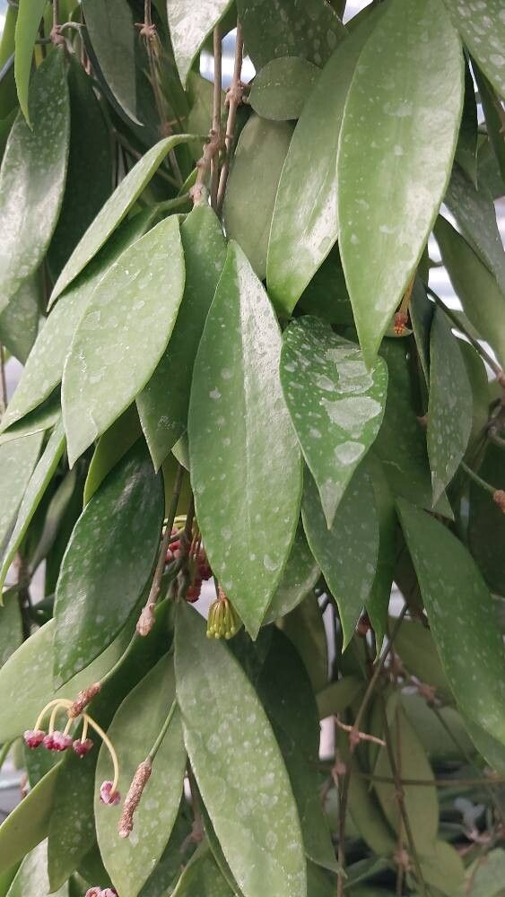Hoya micrantha — pet friendly houseplant