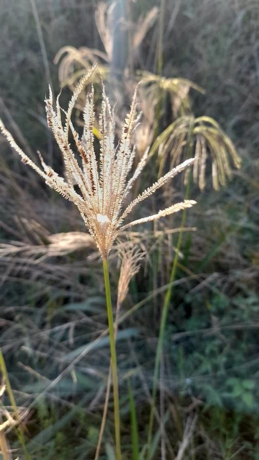 Eustachys paspaloides fruit