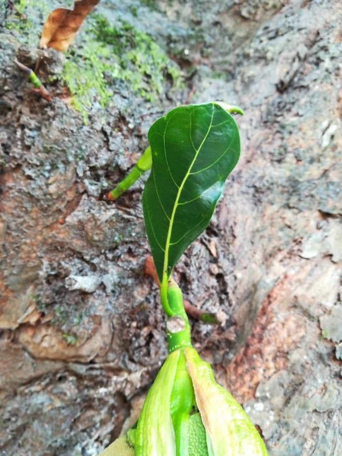Artocarpus heterophyllus leaf