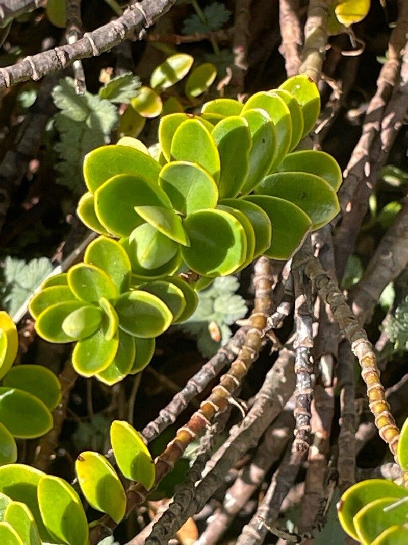 Veronica baylyi bark