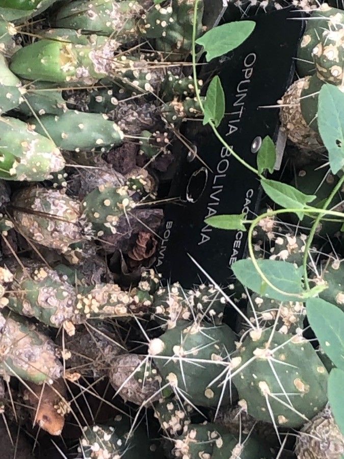 Maihueniopsis bolivianum leaf