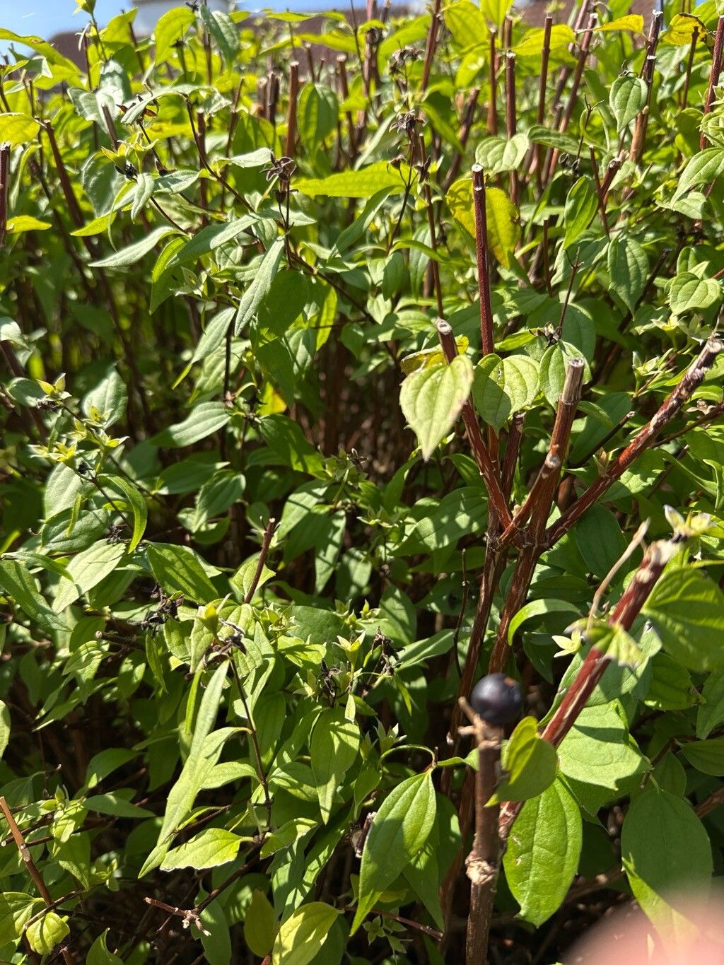 Philadelphus karwinskyanus fruit