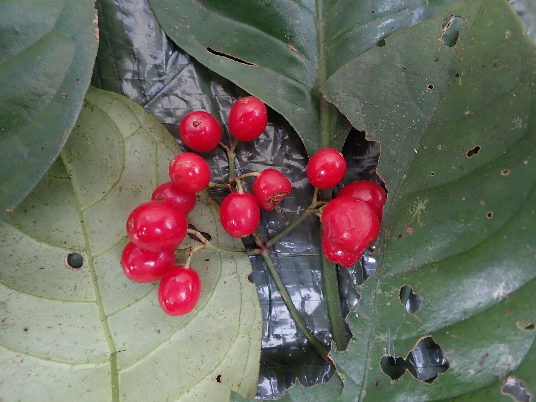 Psychotria brachyantha fruit