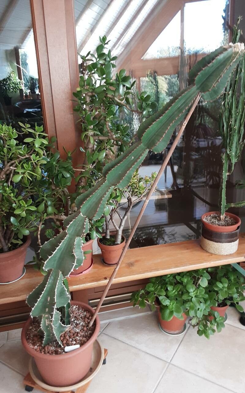 Euphorbia cooperi bark