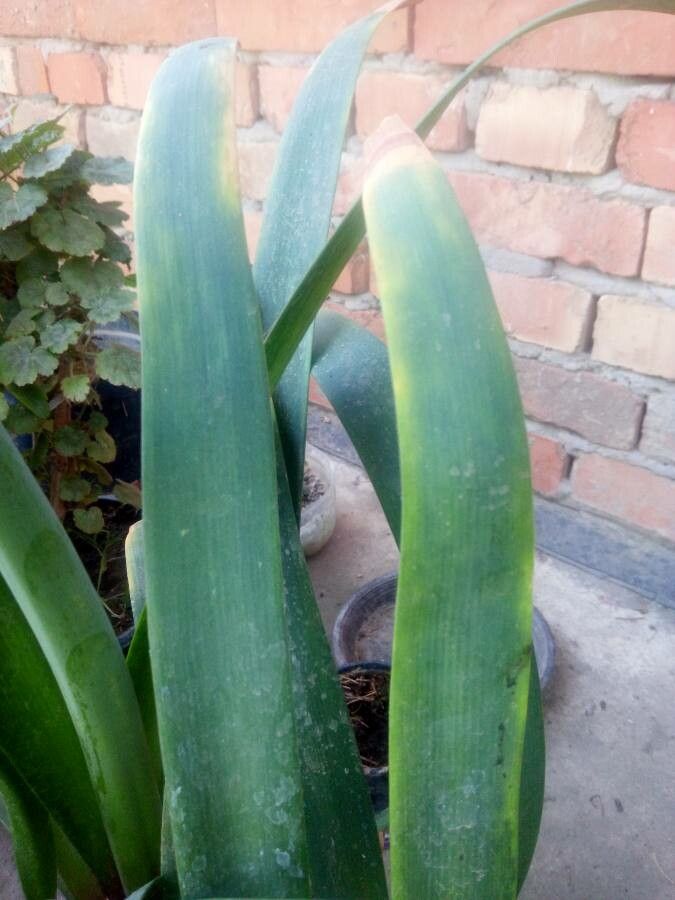 Cyrtanthus elatus leaf