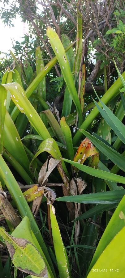 Tillandsia anceps leaf