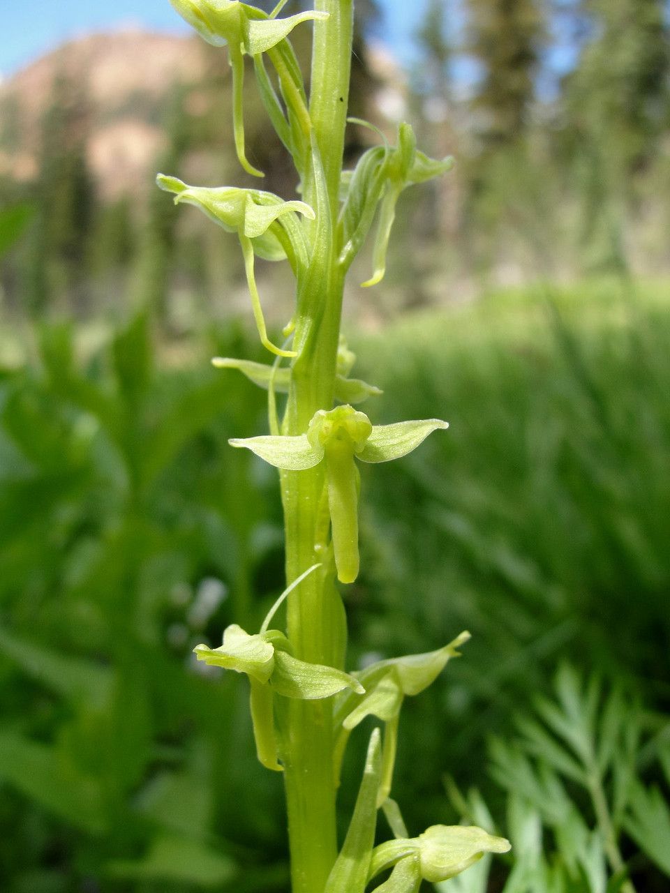 Platanthera sparsiflora flower