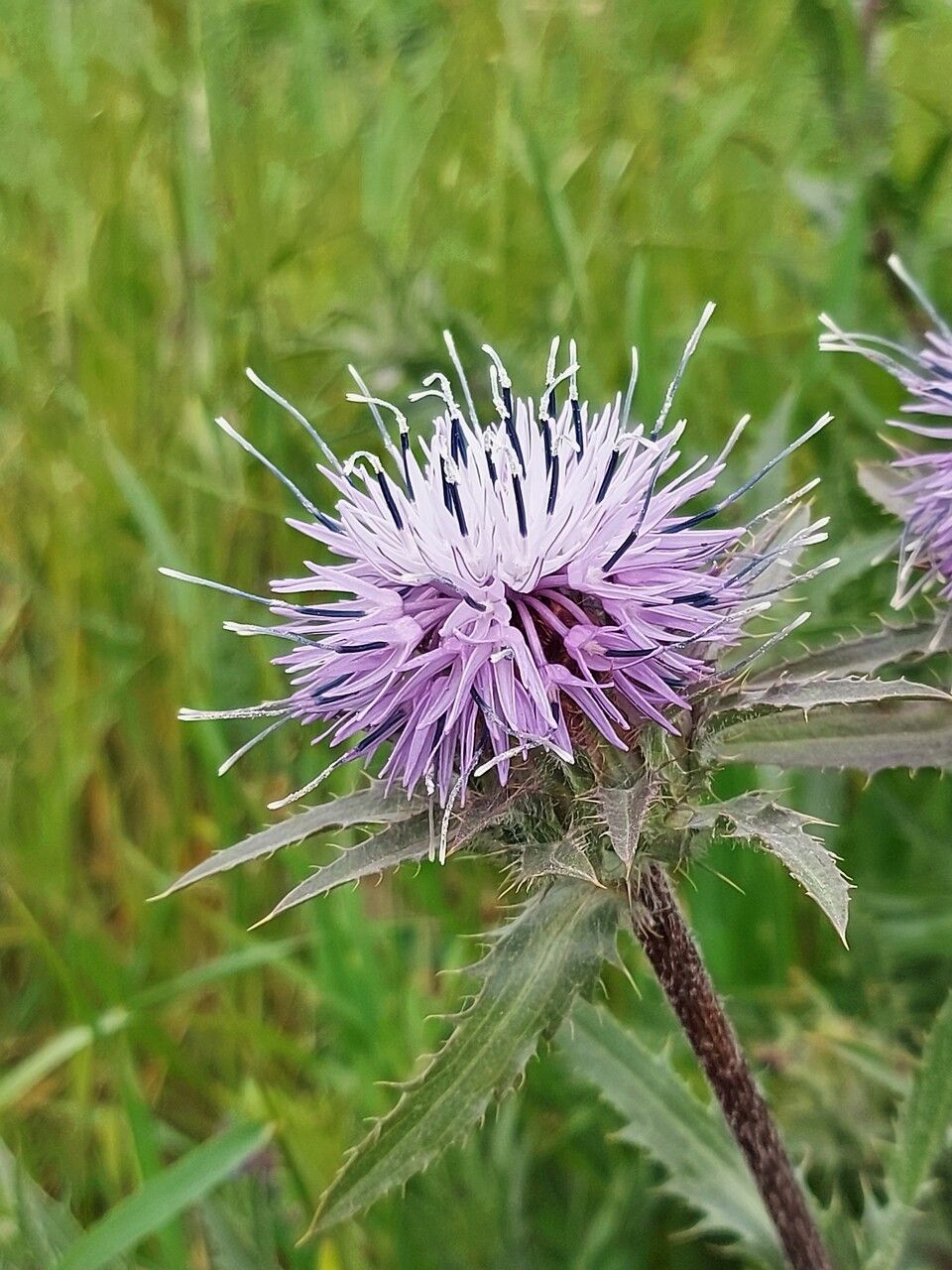 Carthamus caeruleus flower