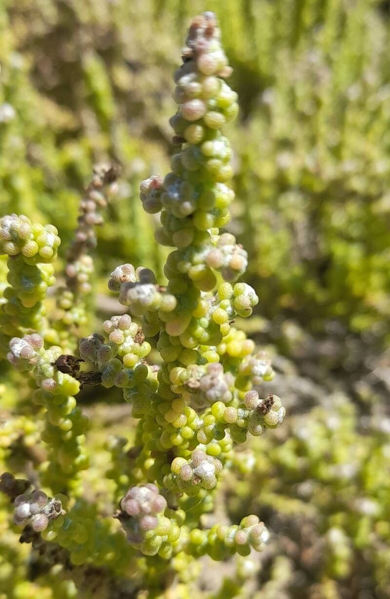 Nolana sedifolia — houseplant care guide