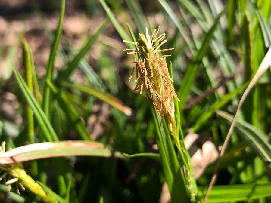 Carex caryophyllea flower