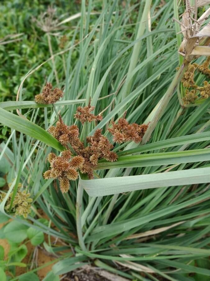 Cyperus ligularis flower