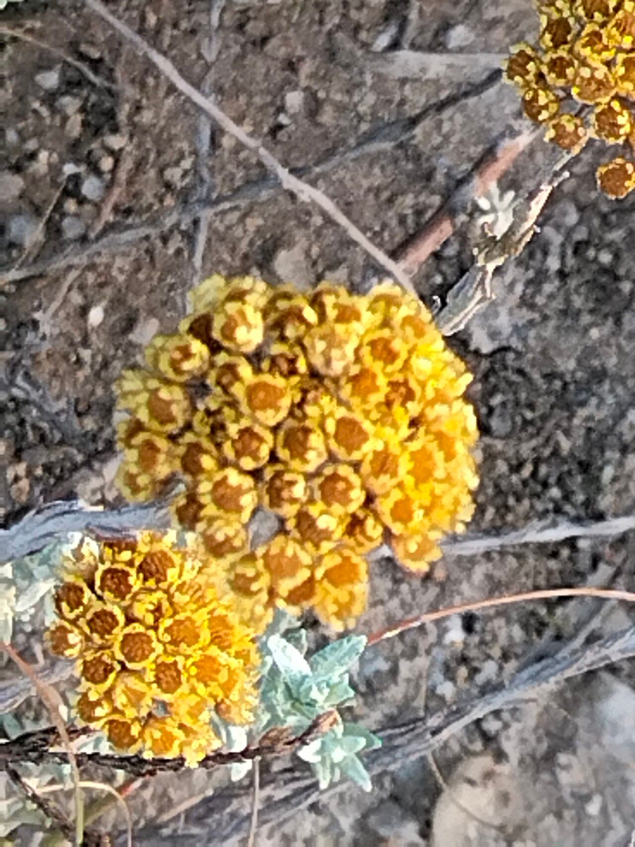 Helichrysum anomalum flower