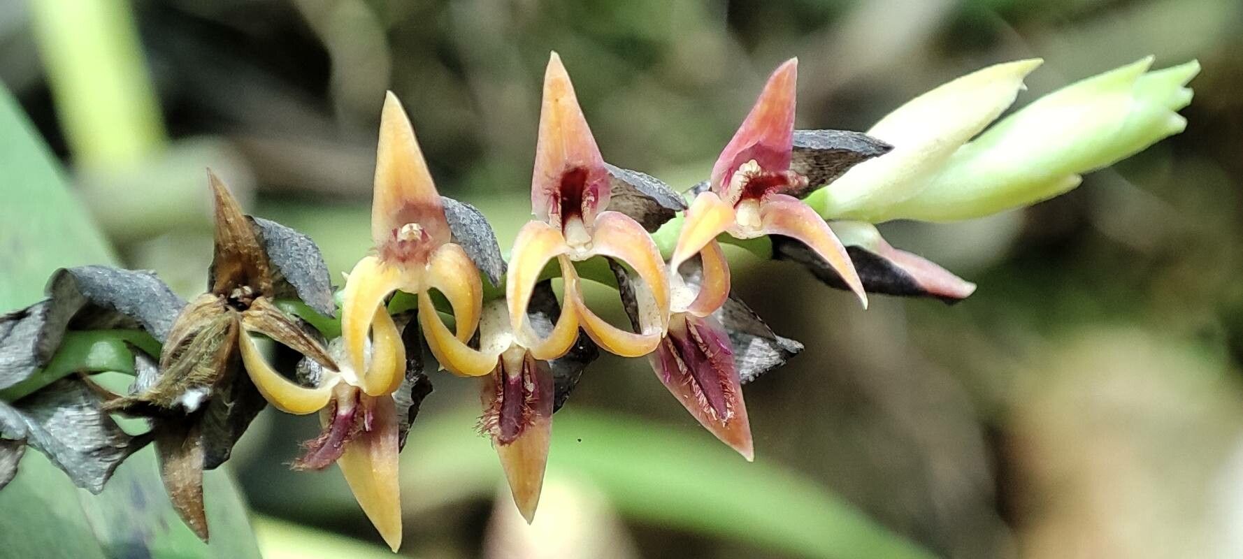 Bulbophyllum cochleatum — houseplant care guide