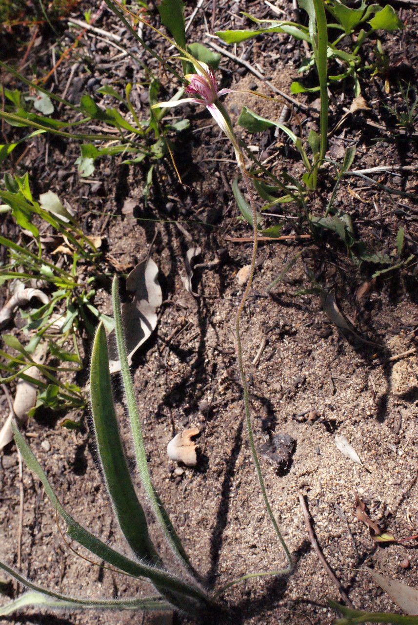 Caladenia denticulata habit