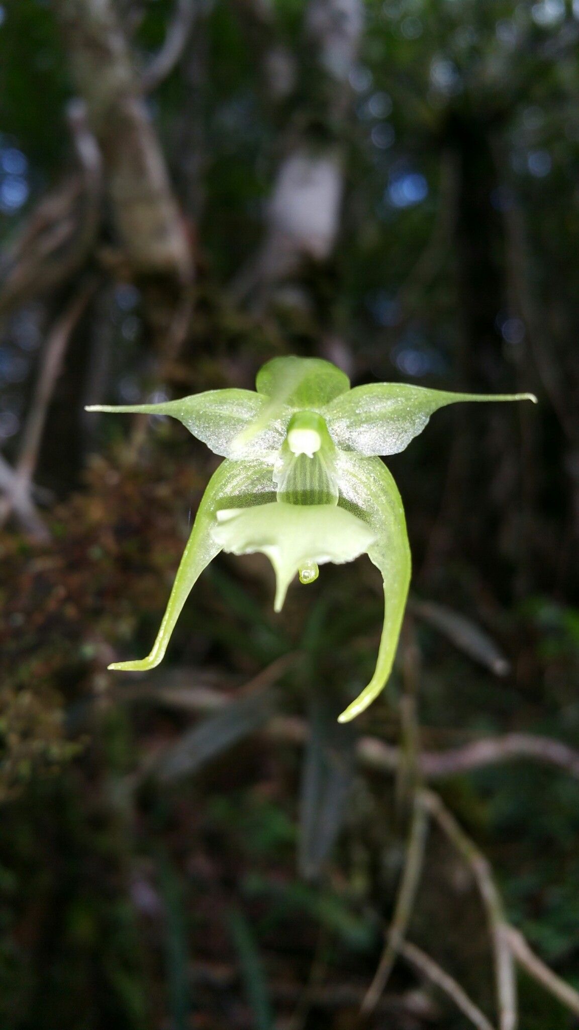 Aeranthes strangulata flower