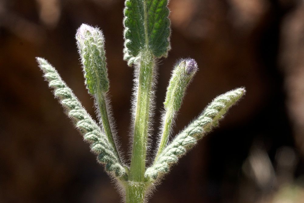Nepeta teydae — search result for 'Nepeta'