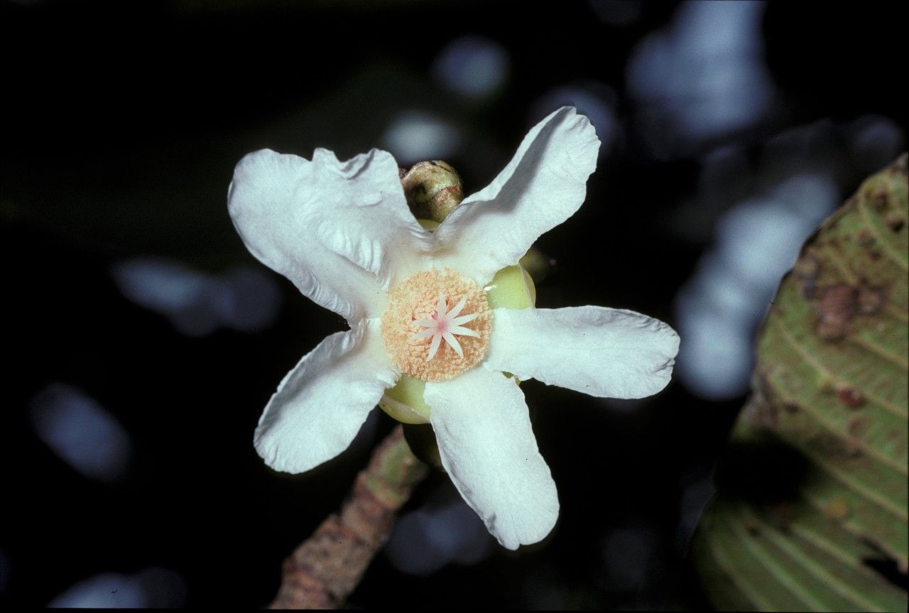 Dillenia ferruginea flower