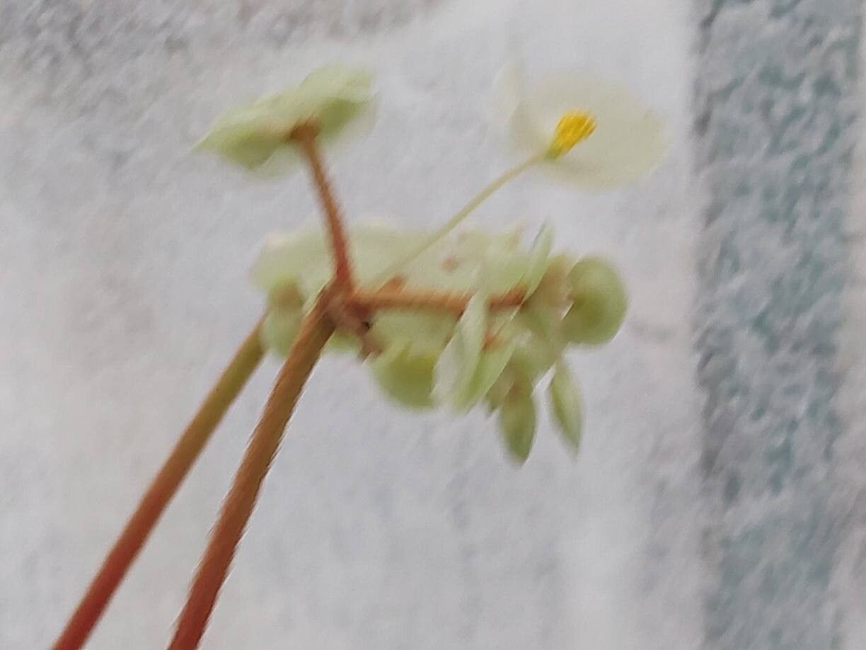 Begonia lyman-smithii flower