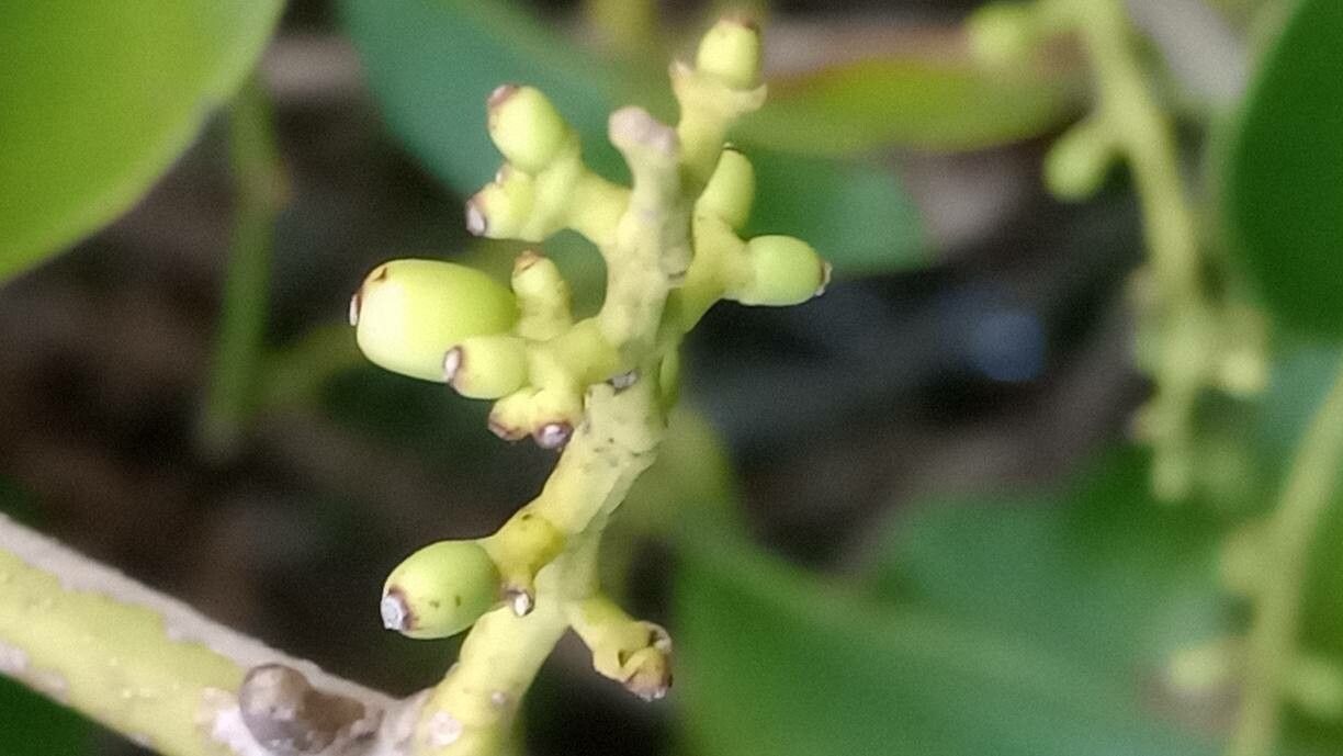 Jasminum fluminense fruit