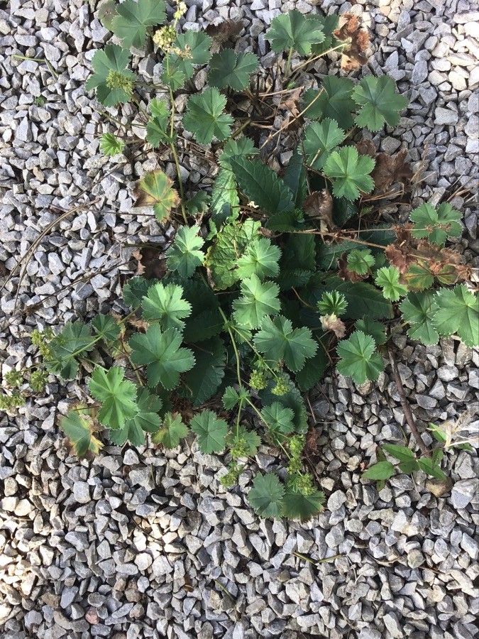 Alchemilla hybrida — houseplant care guide