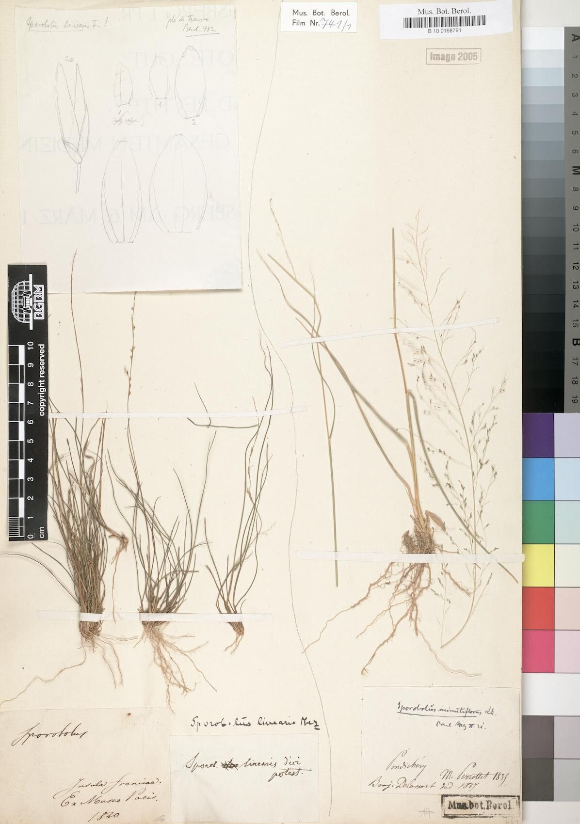 Sporobolus linearis — houseplant care guide