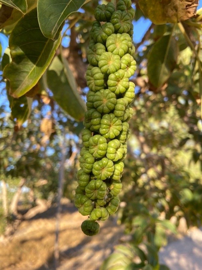 Phytolacca dioica fruit