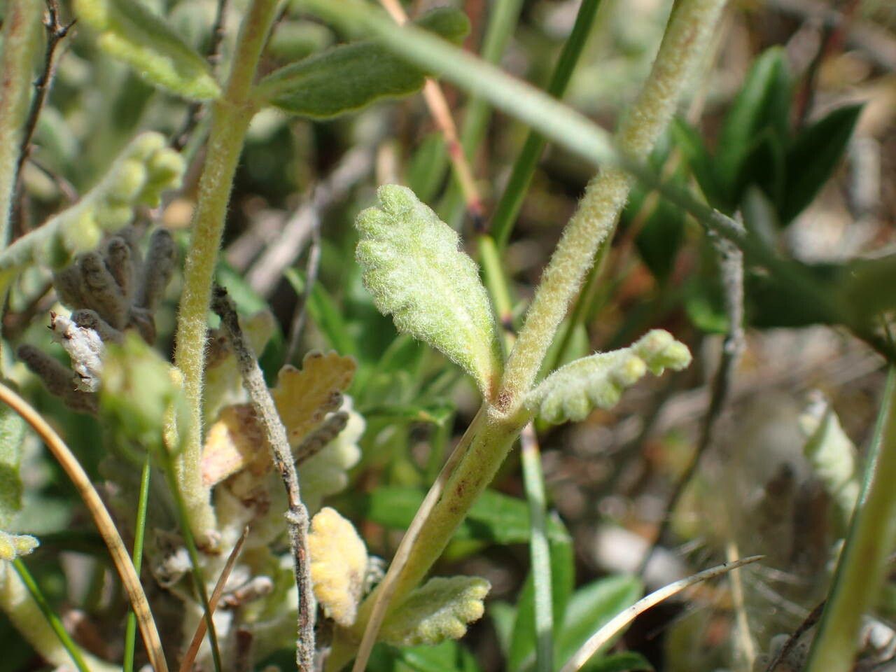 Teucrium rouyanum — search result for 'Teucrium'