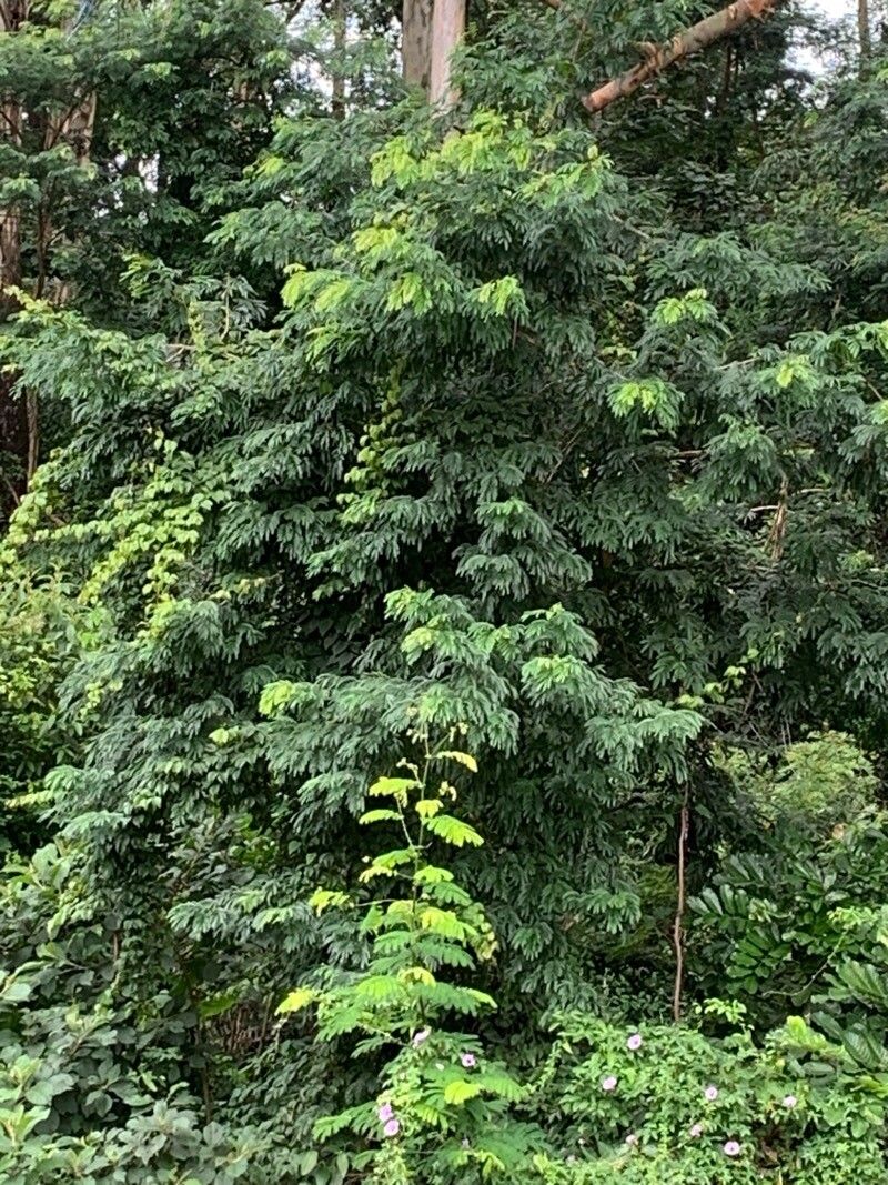 Senegalia amazonica leaf