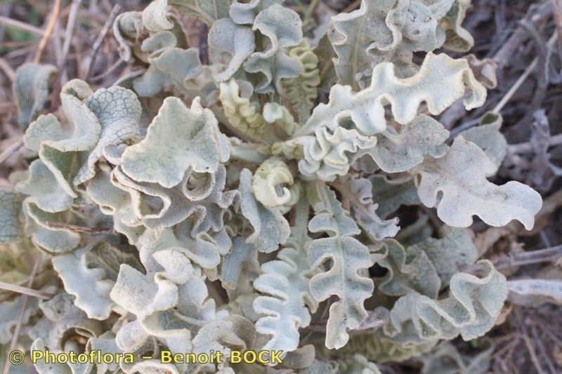 Verbascum undulatum bark