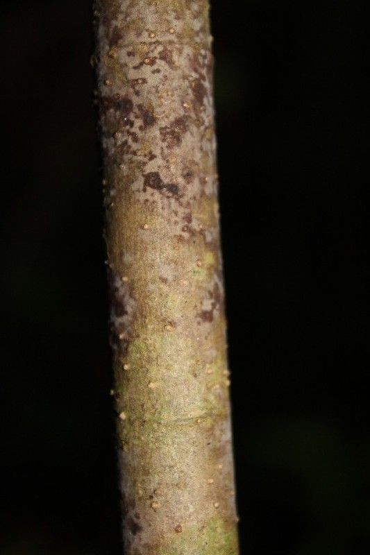 Tabernaemontana mauritiana bark