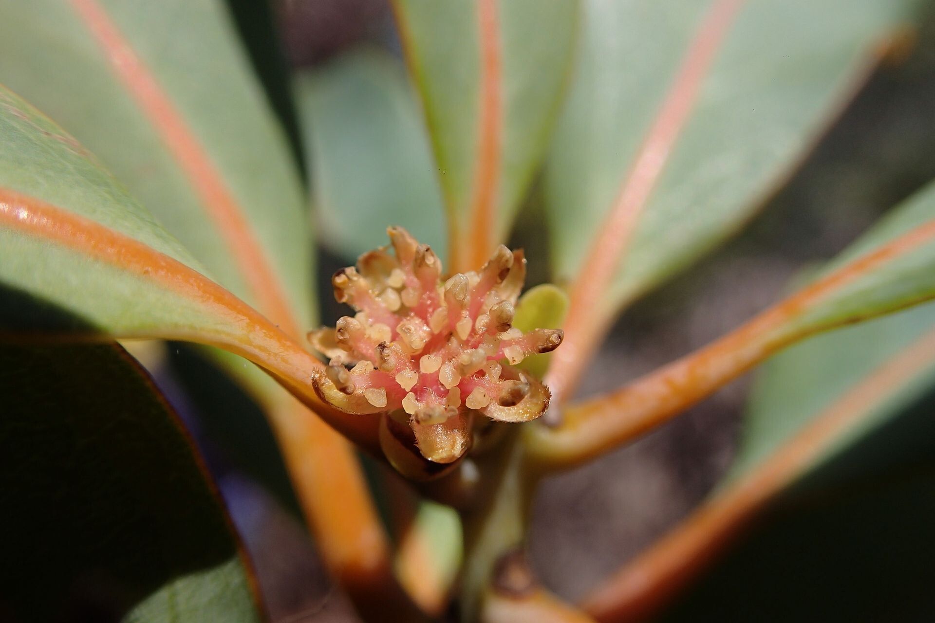 Litsea humboldtiana flower