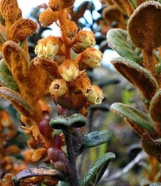 Gaultheria lanigera — search result for 'Gaultheria'