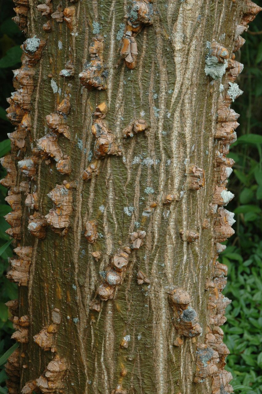 Erythrina sandwicensis bark