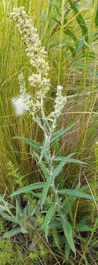 Pterocaulon cordobense habit