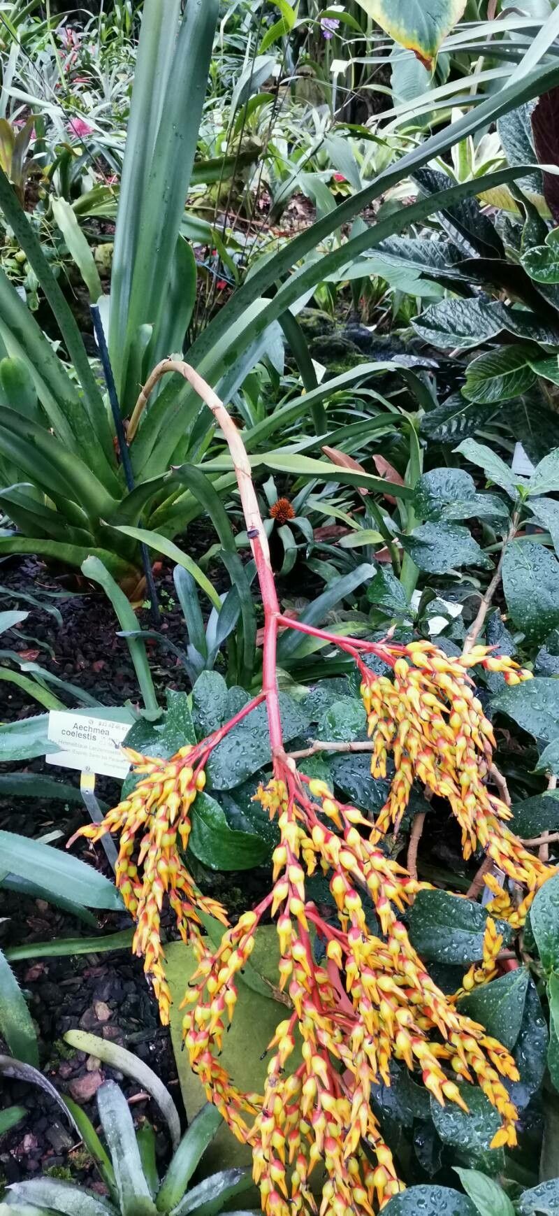 Aechmea coelestis habit