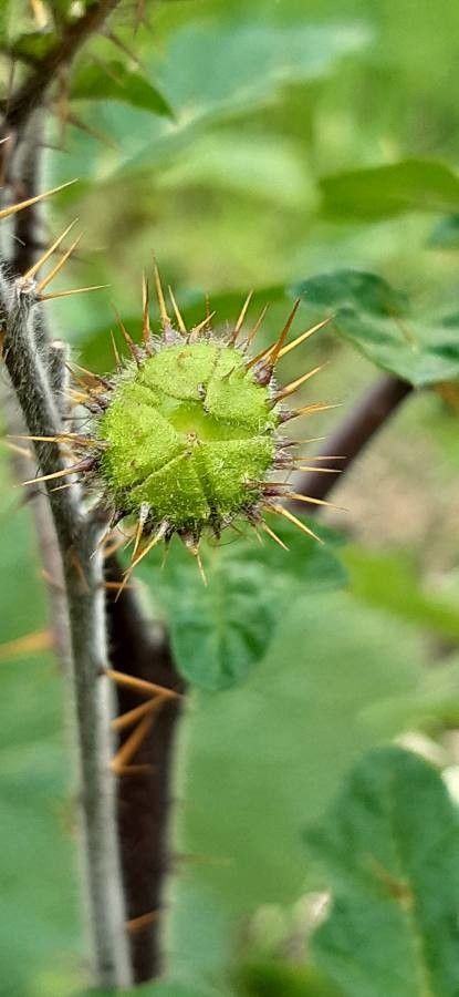 Solanum sisymbriifolium fruit