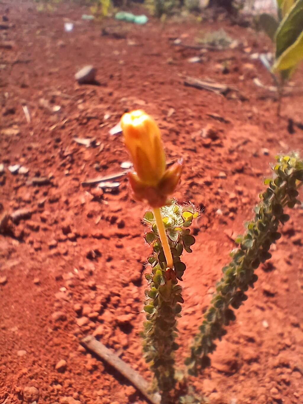 Oxalis densifolia other