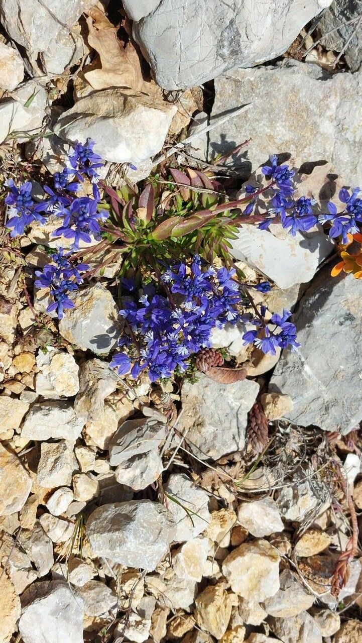 Polygala alpina habit