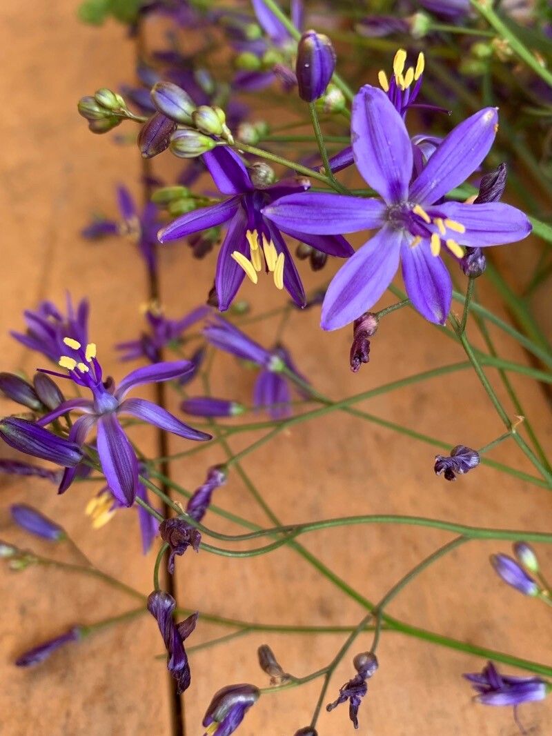 Pasithea caerulea flower