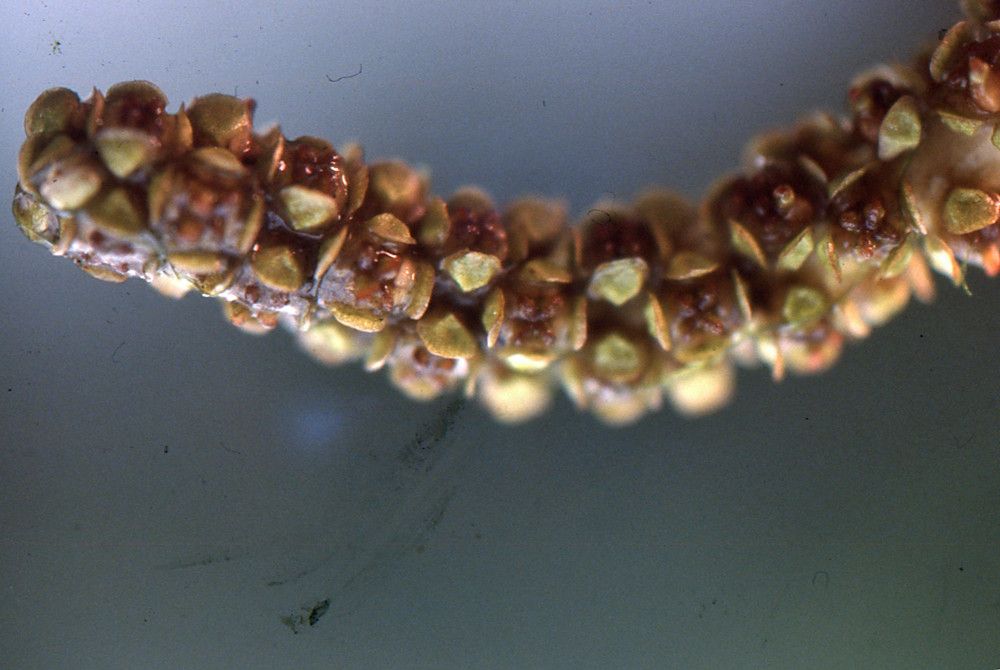 Potamogeton × fluitans fruit